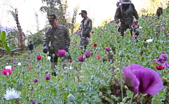 Myanmar, Thái Lan hợp tác tăng cường kiểm soát ma túy