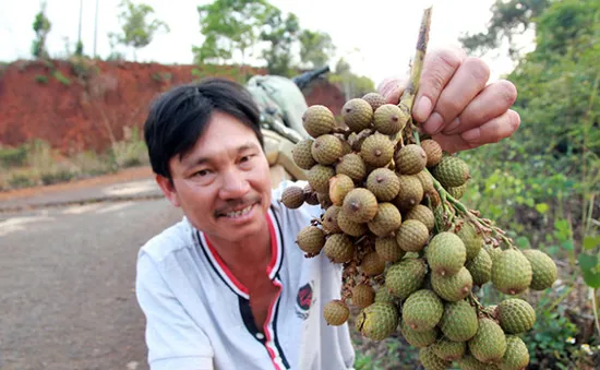 Đắk Nông: Xuất hiện thương lái thu mua quả mây rừng giá cao