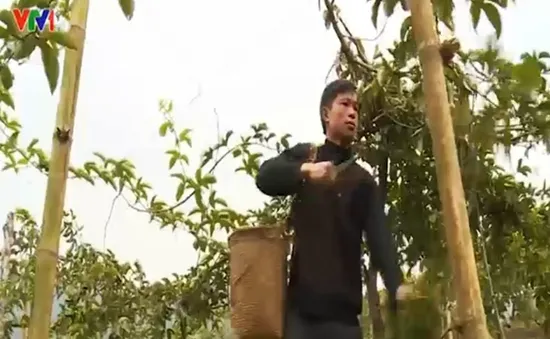 Xóa bỏ cây thuốc phiện, cuộc sống vùng biên "thay da đổi thịt"