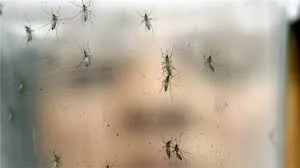 Bộ Y tế nhận định về chủng virus Zika tại Việt Nam