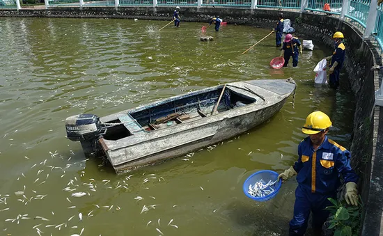 Nhiều cơ quan vào cuộc làm rõ nguyên nhân cá chết ở Hồ Tây