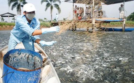 Cảnh giác tình trạng thương lái Trung Quốc mua cá tra quá lứa