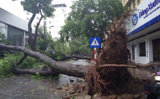 Công ty Cây xanh Hà Nội lên phương án ứng phó với bão số 2