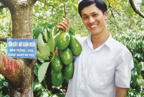 Học cách làm giàu từ "vua bơ" Tây Nguyên (17h20, VTV1)