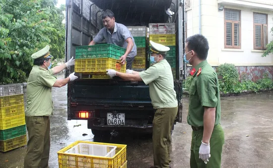 Quảng Ninh: Tiêu hủy 15.000 con gà giống không rõ nguồn gốc