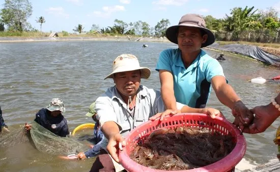 Cà Mau quy hoạch lại vùng sản xuất tôm nguyên liệu