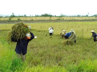 Mở rộng đối tượng miễn thuế sử dụng đất nông nghiệp