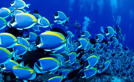 Cá Blue Tang nổi tiếng nhờ phim "Đi tìm Dory"