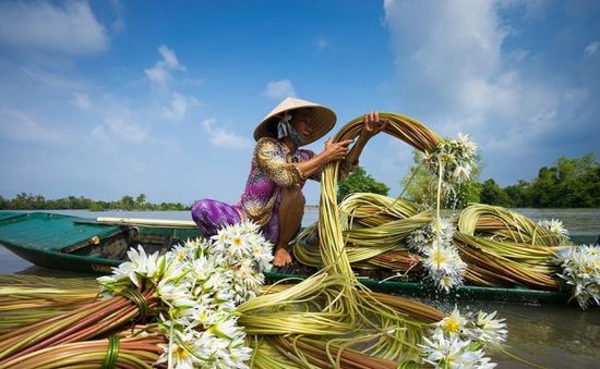 Mùa nước nổi - Mùa bông súng nở tại miền Tây