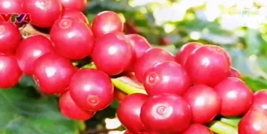 Việt Nam đứng thứ tư về tổng lượng tiêu thụ cà phê