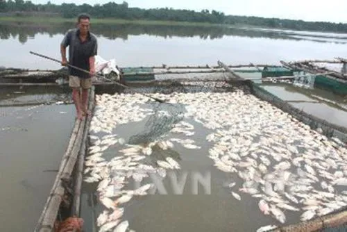 Cá lồng chết hàng loạt ở Phú Yên