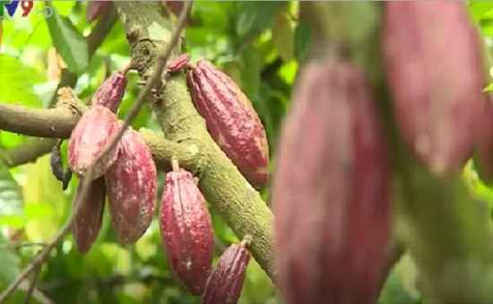 Người dân Bến Tre ổn định thu nhập từ cây ca cacao