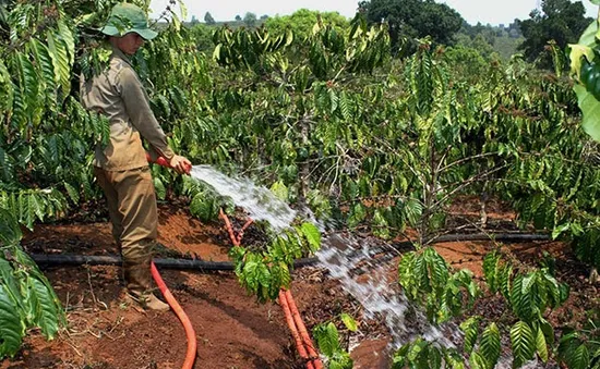 Cần áp dụng kỹ thuật tưới nước tiết kiệm trong tình hình khô hạn