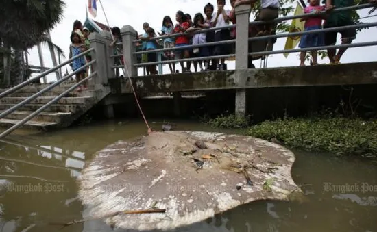 Thái Lan làm sạch nước sông Mae Klong