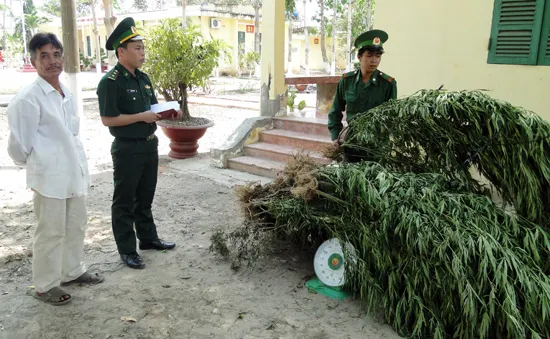 Bình Thuận: Phát hiện, tiêu hủy cây cần sa trồng trái phép