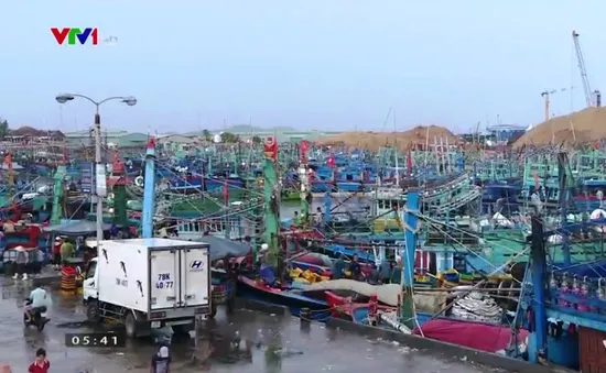 Bình Định: Các cảng cá giúp ngư dân giải phóng thủy sản và tránh bão số 4