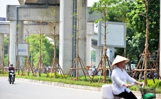 “Trồng cây xanh dưới đường sắt trên cao không ảnh hưởng đến hành lang an toàn đường sắt”