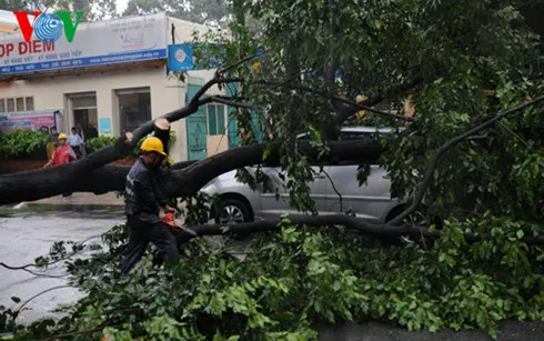 Liên tiếp 2 vụ cây gãy đổ, đè vào ô tô tại TP.HCM