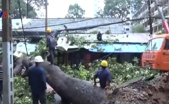 TP.HCM: Mưa lớn, cây cổ thụ bật gốc đè vào nhà dân