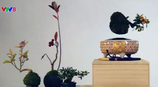 Độc đáo cây Bonsai biết… bay