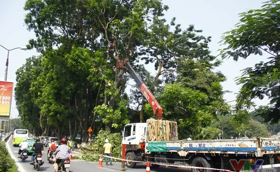 Số phận hơn 100 cây xanh trên phố Kim Mã sẽ ra sao sau khi được di dời?