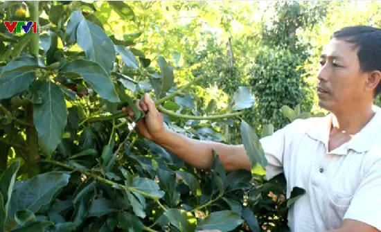 Tây Nguyên xuất hiện nạn trộm ngọn cây bơ