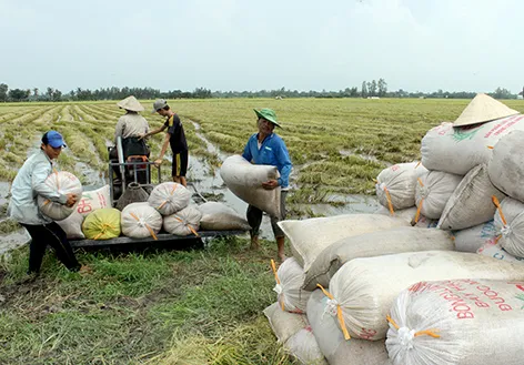 Tin vào “cò lúa”, nông dân Hậu Giang bị lừa hàng tỉ đồng