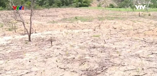 Tình trạng đất bỏ hoang sau nắng hạn ở Nam Trung Bộ