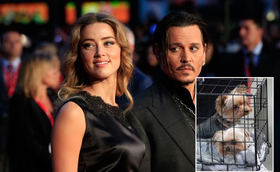 Johnny Depp - Amber Heard và cuộc chiến thú cưng