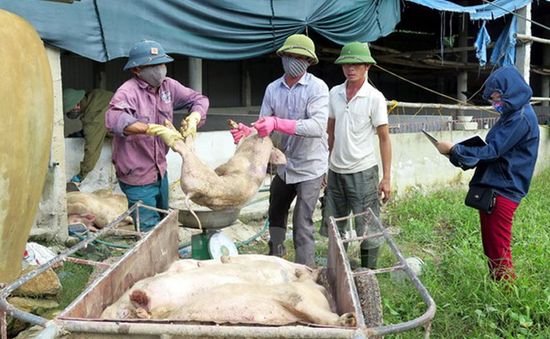 Hà Tĩnh cần gấp 30.000 liều vaccine tai xanh