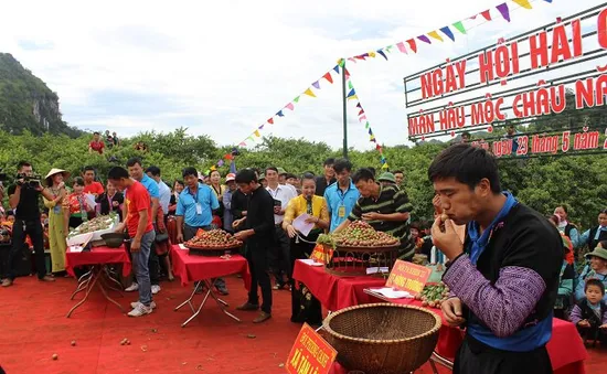 Độc đáo Ngày hội hái mận Mộc Châu