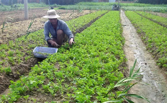 Phú Yên: Rau VietGap ế vì giá cao, không có nhãn mác