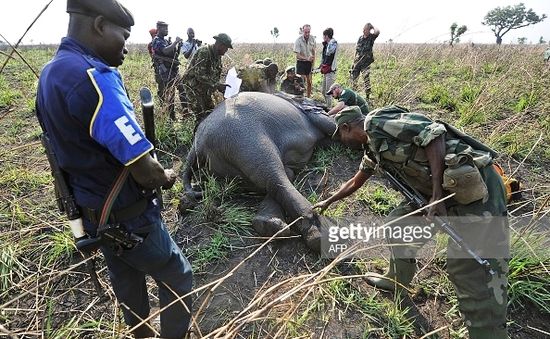 Những chiến binh thầm lặng bảo vệ voi tại Congo