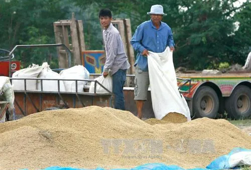 Thái Lan thông qua chương trình trợ giá gạo