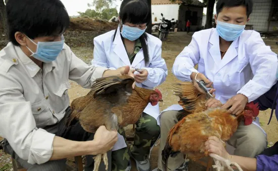 Tăng cường phòng chống virus cúm A/H7N9