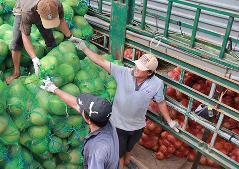 Thương lái Trung Quốc tăng cường thu mua, dừa khô “sốt giá”