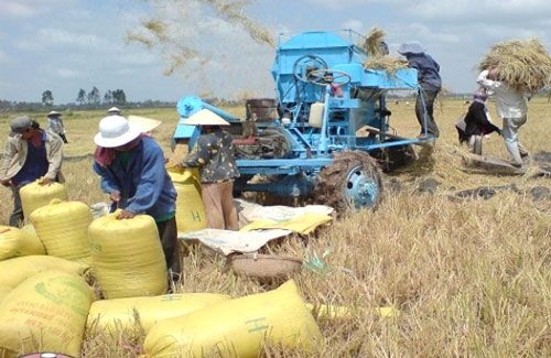 Lần đầu tiên giá lúa Đông Xuân đứng ở mức cao trong 4 tháng