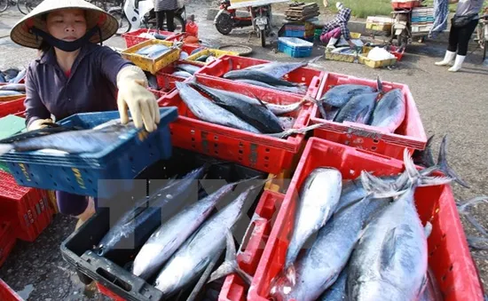 Cuối tháng 8 sẽ công bố kết quả xét nghiệm hải sản của 4 tỉnh miền Trung