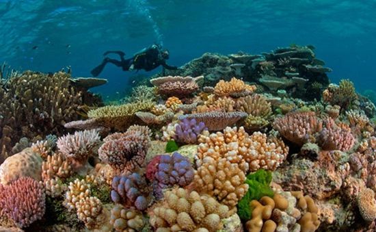 Hàng trăm hecta rạn san hô ở Côn Đảo bị tẩy trắng do El Nino