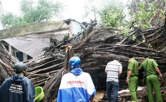 Kiên Giang: Gừa cổ thụ ngã đổ đè bé trai 12 tuổi tử vong