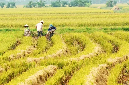 Mê hồn vẻ đẹp làng quê Bắc Bộ vào mùa gặt