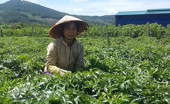 Lâm Đồng: Tìm đầu ra cho cây dược liệu đương quy