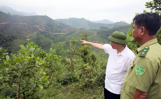 Chủ tịch UBND tỉnh Quảng Ninh kết luận về vụ phá rừng ở Hoành Bồ