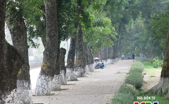 Hà Nội: Di chuyển hàng cây xanh phố Kim Mã, người dân tiếc hùi hụi