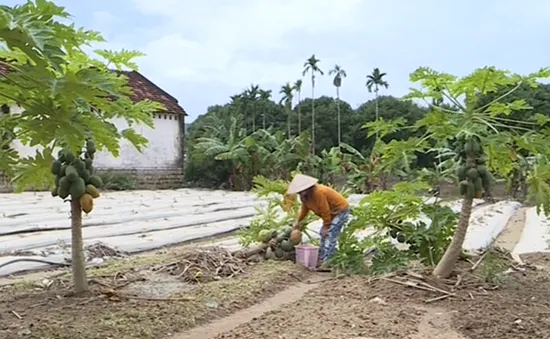 Nhiều nông dân trắng tay, nợ nần vì mưa lũ liên tiếp ở miền Trung