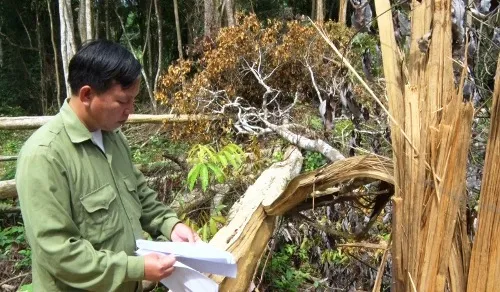 Bắt tạm giam, khởi tố nhóm phá rừng tại Đắk Mil, Đắk Nông
