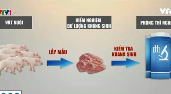 Khó kiểm nghiệm dư lượng kháng sinh trong chăn nuôi