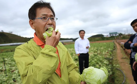 Mô hình trồng rau sạch ở “làng thần kỳ” Kawakami, Nhật Bản