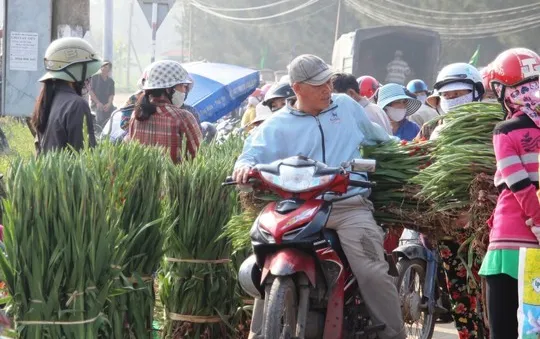 Gặp khó về đầu ra, người trồng Lay ơn Tết "chịu trận" ép giá