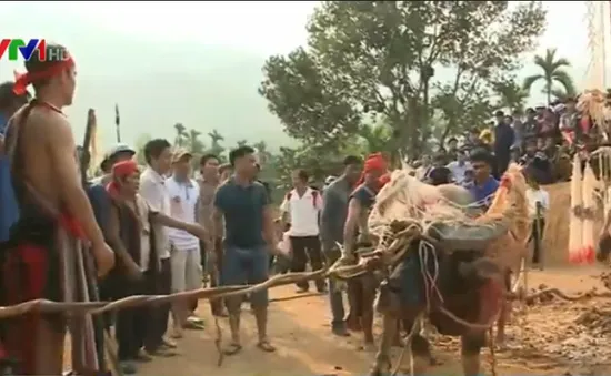 Quảng Ngãi: Nhiều gia đình lâm vào cảnh nợ nần sau lễ đâm trâu